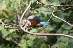 Halcyon smyrnensis