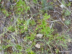 Narcissus triandrus pallidulus