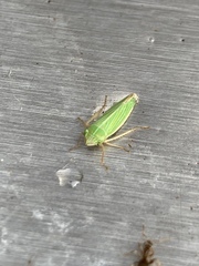 Draeculacephala angulifera