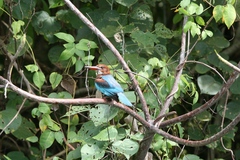 Halcyon smyrnensis