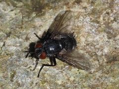 Epicampocera succincta