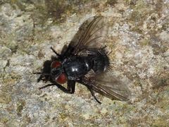 Epicampocera succincta