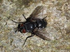 Epicampocera succincta