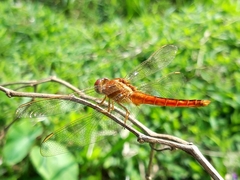 Crocothemis servilia