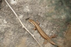 Heremites vittatus