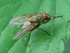Phaonia valida