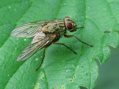 Phaonia valida
