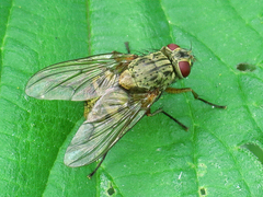 Phaonia valida