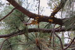 Arceuthobium vaginatum