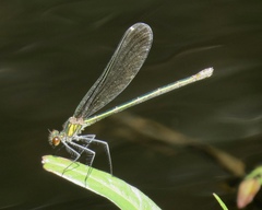 Calopteryx dimidiata