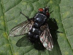 Epicampocera succincta