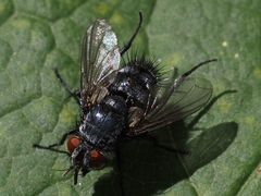Epicampocera succincta
