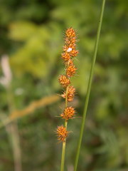 Carex annectens