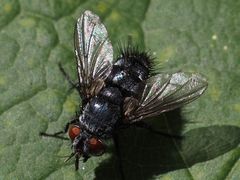Epicampocera succincta