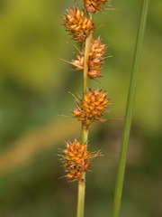 Carex annectens