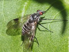 Ibisia marginata