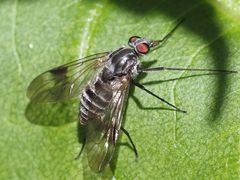 Ibisia marginata