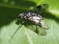 Ibisia marginata
