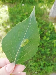Phyllonorycter populifoliella