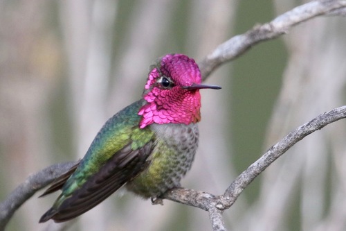 Anna's hummingbird