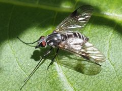 Ibisia marginata