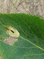 Phyllonorycter populifoliella