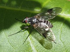 Ibisia marginata