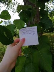 Phyllonorycter populifoliella