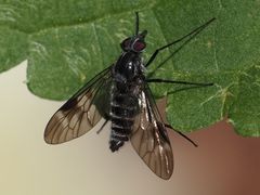 Ibisia marginata