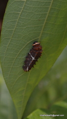 Pachliopta pandiyana