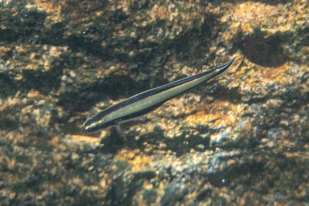 Yellowstriped Dartfish