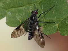Ibisia marginata