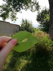 Phyllonorycter populifoliella