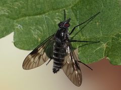 Ibisia marginata