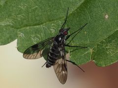 Ibisia marginata