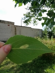 Phyllonorycter populifoliella