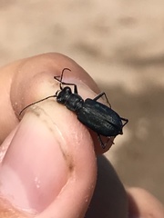 Cicindela nigrocoerulea