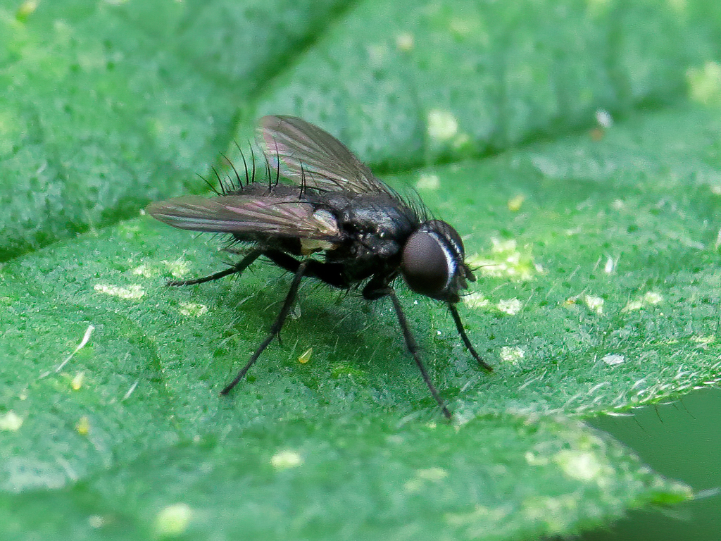 Pouting Woodlouse-fly