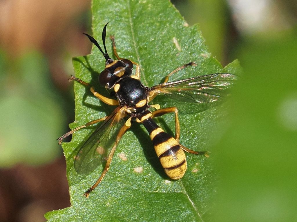 Leopoldius brevirostris