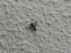 Rivellia syngenesiae