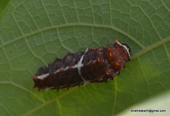 Pachliopta pandiyana