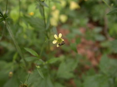 Geum × catlingii