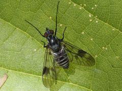 Ibisia marginata