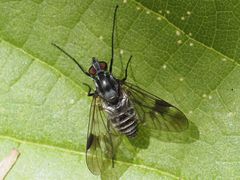 Ibisia marginata