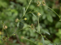 Geum × catlingii