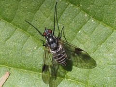 Ibisia marginata