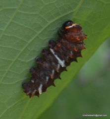 Pachliopta pandiyana