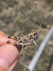 Phlibostroma quadrimaculatum