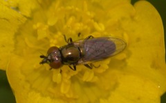 Lejogaster metallina