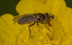 Lejogaster metallina